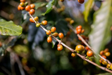 Çiftçi konsepti olgunlaşmış kahve tohumu robusta arabica üzümü. Taze yeşil yapraklı fasulye. Turuncu ekin sarı böğürtlen.