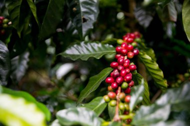 Çiftçi konsepti olgunlaşmış kahve tohumu robusta arabica üzümü. Taze yeşil yapraklı fasulye. Turuncu ekin sarı böğürtlen.