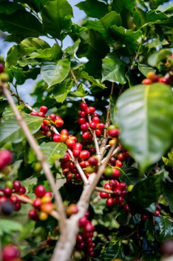 Çiftçi konsepti olgunlaşmış kahve tohumu robusta arabica üzümü. Taze yeşil yapraklı fasulye. Turuncu ekin sarı böğürtlen.