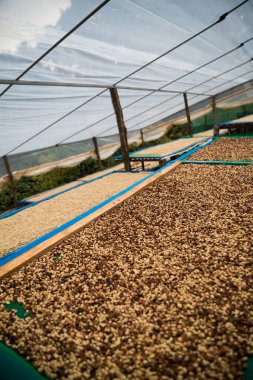 Çiftçi konsepti olgunlaşmış kahve tohumu robusta arabica üzümü. Taze yeşil yapraklı fasulye. Turuncu ekin sarı böğürtlen.