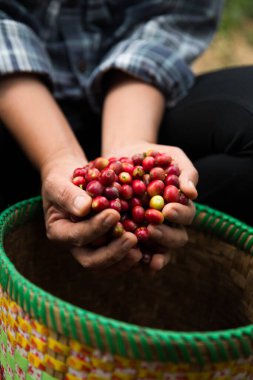 Çiftçi konsepti. Olgun kahve tohumu. Robusta arabica üzümü. Taze yeşil yaprak çekirdeği.