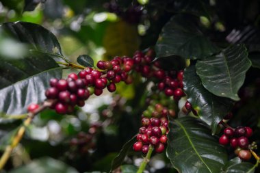 Çiftçi konsepti olgunlaşmış kahve tohumu robusta arabica üzümü. Taze yeşil yapraklı fasulye. Turuncu ekin sarı böğürtlen.