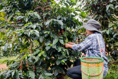 Çiftçi konsepti. Olgun kahve tohumu. Robusta arabica üzümü. Taze yeşil yaprak çekirdeği.