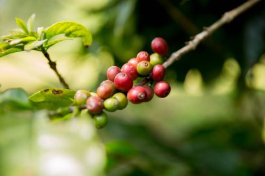Çiftçi konsepti meyveli kahve tohumu robusta arabica üzümü. Taze yeşil yapraklı fasulye. Turuncu ekin sarı böğürtlen.