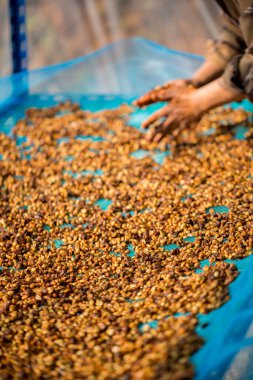 Akıllı çiftçi tekniklerini kapatın kahve makineleri kızartma aletleri kuru güneş ışınları güneş ışığı güneş ışığı taze bahçe tarımı çiftçi kavramı çiftliği arka planını bulanıklaştırıyor