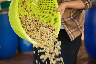 Akıllı çiftçi tekniklerini kapatın kahve makineleri kızartma aletleri kuru güneş ışınları güneş ışığı güneş ışığı taze bahçe tarımı çiftçi kavramı çiftliği arka planını bulanıklaştırıyor