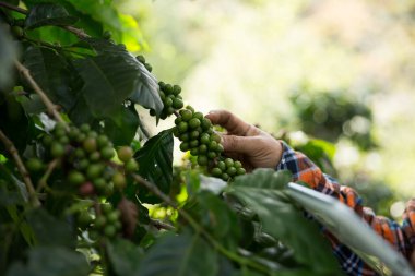 Çiftçi konsepti hasadı el hasadı kahve tohumu robusta arabica üzümü taze yeşil yaprak fasulyesi toplanıyor turuncu ekin sarısı böğürtlen toplanıyor ham bitki ağacı yetiştirme arka planı bulanık organik bahçe