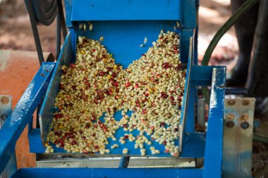 Akıllı çiftçilik teknikleri, kızartma makineleri kahve, güneş ışığı, güneş ışığı, güneş ışığı, tarım, çiftçi kavramını destekliyor.