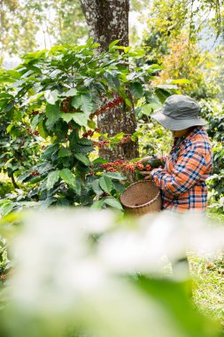 Çiftçi konsepti hasadı el hasadı kahve tohumu robusta arabica üzümü taze yeşil yaprak fasulyesi toplanıyor turuncu ekin sarısı böğürtlen toplanıyor ham bitki ağacı yetiştirme arka planı bulanık organik bahçe