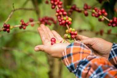 Çiftçi konsepti hasadı el hasadı kahve tohumu robusta arabica üzümü taze yeşil yaprak fasulyesi toplanıyor turuncu ekin sarısı böğürtlen toplanıyor ham bitki ağacı yetiştirme arka planı bulanık organik bahçe