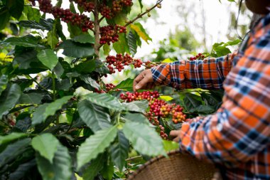 Çiftçi konsepti hasadı el hasadı kahve tohumu robusta arabica üzümü taze yeşil yaprak fasulyesi toplanıyor turuncu ekin sarısı böğürtlen toplanıyor ham bitki ağacı yetiştirme arka planı bulanık organik bahçe