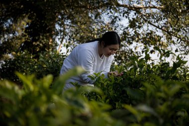Taze yeşil çay hasadı üzerine kurulu iş konsepti organik çiftliği yeşil bahçeli sağlıklı bitki ağacı yapraklı eko bitkisel çiftçi yaprağı bulanık bitki örtüsü doğal bitkisel bitki örtüsü