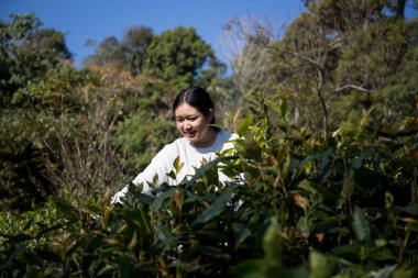 Taze yeşil çay hasadı üzerine kurulu iş konsepti organik çiftliği yeşil bahçeli sağlıklı bitki ağacı yapraklı eko bitkisel çiftçi yaprağı bulanık bitki örtüsü doğal bitkisel bitki örtüsü