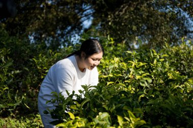 Taze yeşil çay hasadı üzerine kurulu iş konsepti organik çiftliği yeşil bahçeli sağlıklı bitki ağacı yapraklı eko bitkisel çiftçi yaprağı bulanık bitki örtüsü doğal bitkisel bitki örtüsü