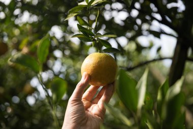 Olgun turuncu tarım kavramı çiftçi, meyve narenciyesi meyve bahçesi mandarin ağacı yetişen organik yapraklar, arka planda yeşil canlı bahçe yaprağı yaprakları, bitki örtüsü, yakın büyüme dalları.