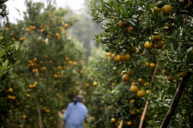 Olgun turuncu tarım kavramı çiftçi, meyve narenciyesi meyve bahçesi mandarin ağacı yetişen organik yapraklar, arka planda yeşil canlı bahçe yaprağı yaprakları, bitki örtüsü, yakın büyüme dalları.