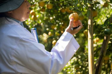 Olgun turuncu tarım kavramı çiftçi, meyve narenciyesi meyve bahçesi mandarin ağacı yetişen organik yapraklar, arka planda yeşil canlı bahçe yaprağı yaprakları, bitki örtüsü, yakın büyüme dalları.