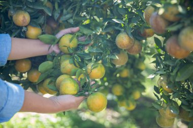 Olgun turuncu tarım kavramı çiftçi, meyve narenciyesi meyve bahçesi mandarin ağacı yetişen organik yapraklar, arka planda yeşil canlı bahçe yaprağı yaprakları, bitki örtüsü, yakın büyüme dalları.