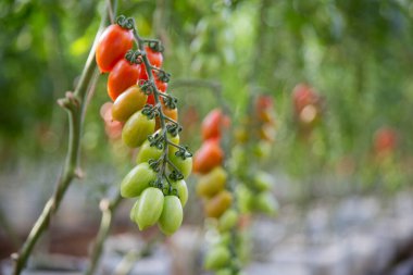 Akıllı tarım teknikleri hidroponik salata teknolojisi domates kırmızısı yeşil taze sürdürülebilir tarım sağlama sağlıklı beslenme desteği yerel çiftçiler gmo olmayan