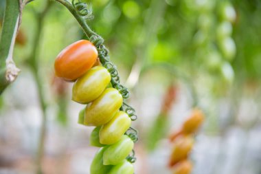 Akıllı tarım teknikleri hidroponik salata teknolojisi domates kırmızısı yeşil taze sürdürülebilir tarım sağlama sağlıklı beslenme desteği yerel çiftçiler gmo olmayan