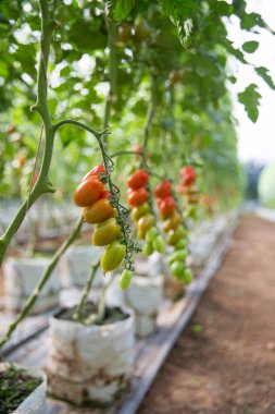 Akıllı tarım teknikleri hidroponik salata teknolojisi domates kırmızısı yeşil taze sürdürülebilir tarım sağlama sağlıklı beslenme desteği yerel çiftçiler gmo olmayan