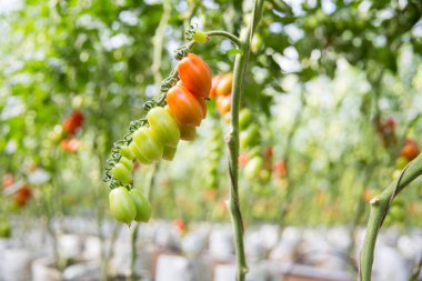 Akıllı tarım teknikleri hidroponik salata teknolojisi domates kırmızısı yeşil taze sürdürülebilir tarım sağlama sağlıklı beslenme desteği yerel çiftçiler gmo olmayan