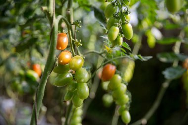 Akıllı tarım teknikleri hidroponik salata teknolojisi domates kırmızısı yeşil taze sürdürülebilir tarım sağlama sağlıklı beslenme desteği yerel çiftçiler gmo olmayan