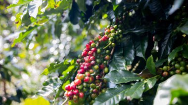 Çiftçi konsepti olgunlaşmış kahve tohumu robusta arabica üzümü. Taze yeşil yapraklı fasulye. Turuncu ekin sarı böğürtlen.