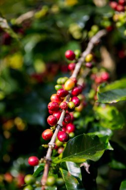 Çiftçi konsepti olgunlaşmış kahve tohumu robusta arabica üzümü. Taze yeşil yapraklı fasulye. Turuncu ekin sarı böğürtlen.
