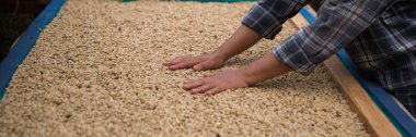 Çiftçi konsepti. Olgun kahve tohumu. Robusta arabica üzümü. Taze yeşil yaprak çekirdeği.
