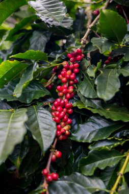 Çiftçi konsepti olgunlaşmış kahve tohumu robusta arabica üzümü. Taze yeşil yapraklı fasulye. Turuncu ekin sarı böğürtlen.