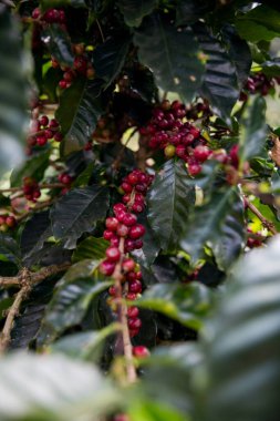 Çiftçi konsepti olgunlaşmış kahve tohumu robusta arabica üzümü. Taze yeşil yapraklı fasulye. Turuncu ekin sarı böğürtlen.