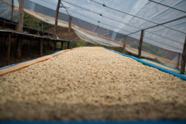 Çiftçi konsepti olgunlaşmış kahve tohumu robusta arabica üzümü. Taze yeşil yapraklı fasulye. Turuncu ekin sarı böğürtlen.
