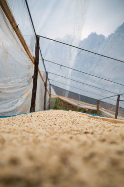 Çiftçi konsepti olgunlaşmış kahve tohumu robusta arabica üzümü. Taze yeşil yapraklı fasulye. Turuncu ekin sarı böğürtlen.