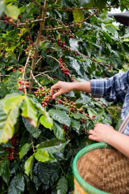 Çiftçi konsepti. Olgun kahve tohumu. Robusta arabica üzümü. Taze yeşil yaprak çekirdeği.