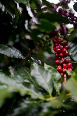 Çiftçi konsepti olgunlaşmış kahve tohumu robusta arabica üzümü. Taze yeşil yapraklı fasulye. Turuncu ekin sarı böğürtlen.