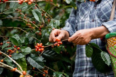 Çiftçi konsepti. Olgun kahve tohumu. Robusta arabica üzümü. Taze yeşil yaprak çekirdeği.