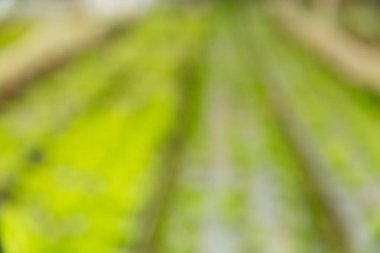 Akıllı tarım teknikleri hidroponik salata sebze kırmızı meşe yeşili marul taze sürdürülebilir üretim sürdürülebilir tarım sürdürülebilir yerel halkın sağlıklı beslenme desteğini teşvik eder..