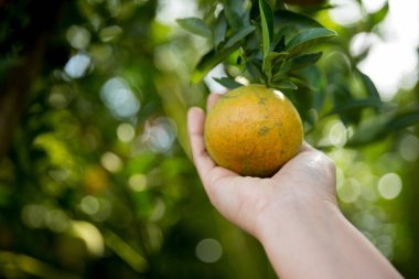 Olgun turuncu tarım kavramı çiftçi, meyve narenciyesi meyve bahçesi mandarin ağacı yetişen organik yapraklar, arka planda yeşil canlı bahçe yaprağı yaprakları, bitki örtüsü, yakın büyüme dalları.