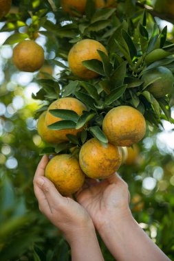 Olgun turuncu tarım kavramı çiftçi, meyve narenciyesi meyve bahçesi mandarin ağacı yetişen organik yapraklar, arka planda yeşil canlı bahçe yaprağı yaprakları, bitki örtüsü, yakın büyüme dalları.