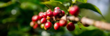 Çiftçi konsepti olgunlaşmış kahve tohumu robusta arabica üzümü. Taze yeşil yapraklı fasulye. Turuncu ekin sarı böğürtlen.