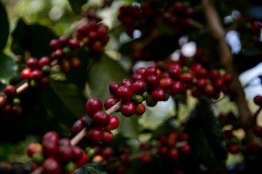 Çiftçi konsepti olgunlaşmış kahve tohumu robusta arabica üzümü. Taze yeşil yapraklı fasulye. Turuncu ekin sarı böğürtlen.