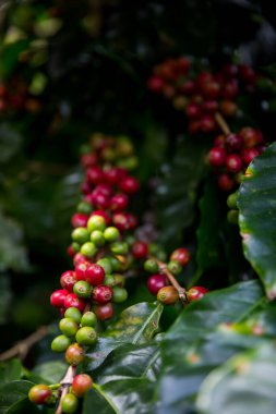 Çiftçi konsepti olgunlaşmış kahve tohumu robusta arabica üzümü. Taze yeşil yapraklı fasulye. Turuncu ekin sarı böğürtlen.