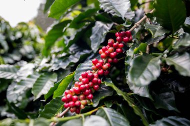 Çiftçi konsepti olgunlaşmış kahve tohumu robusta arabica üzümü. Taze yeşil yapraklı fasulye. Turuncu ekin sarı böğürtlen.