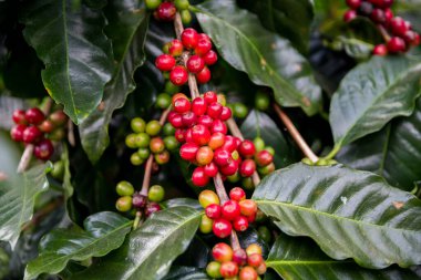 Çiftçi konsepti olgunlaşmış kahve tohumu robusta arabica üzümü. Taze yeşil yapraklı fasulye. Turuncu ekin sarı böğürtlen.