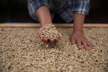 Çiftçi konsepti. Olgun kahve tohumu. Robusta arabica üzümü. Taze yeşil yaprak çekirdeği.