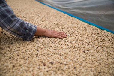 Çiftçi konsepti. Olgun kahve tohumu. Robusta arabica üzümü. Taze yeşil yaprak çekirdeği.