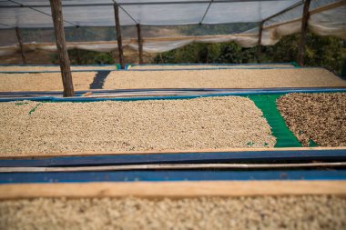 Çiftçi konsepti olgunlaşmış kahve tohumu robusta arabica üzümü. Taze yeşil yapraklı fasulye. Turuncu ekin sarı böğürtlen.