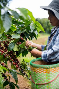 Çiftçi konsepti. Olgun kahve tohumu. Robusta arabica üzümü. Taze yeşil yaprak çekirdeği.