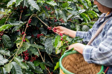 Çiftçi konsepti. Olgun kahve tohumu. Robusta arabica üzümü. Taze yeşil yaprak çekirdeği.
